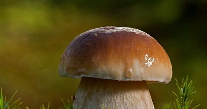 mushroom-5565312_1920